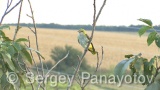Video of Golden oriole - Golden oriole on the top of the tree near to its nest
